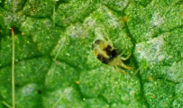 alt